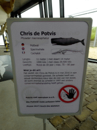 Information on the Sperm Whale `Chris` at the Aquarium at Fort Kijkduin