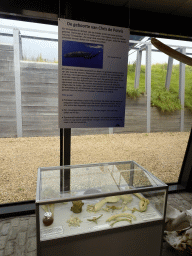 Bones and information on the birth of the Sperm Whale `Chris` at the Aquarium at Fort Kijkduin