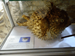 Stuffed Pufferfish at the Aquarium at Fort Kijkduin, with explanation
