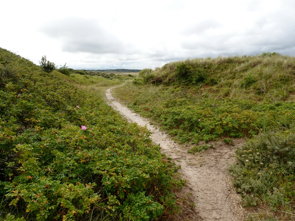 The dunes at Huisduinen