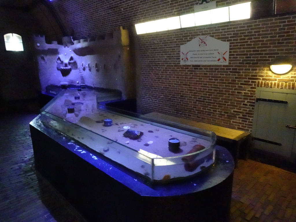 Fishes at the Aquarium at Fort Kijkduin