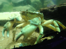 Crab at the Aquarium at Fort Kijkduin