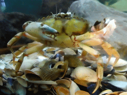 Crab and shells at the Aquarium at Fort Kijkduin