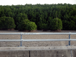Mangrove trees, viewed from the taxi from Gianyar to Nusa Dua on the Bali Mandara Toll Road
