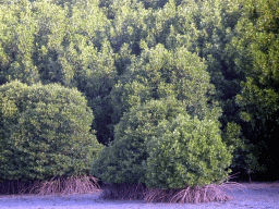 Mangrove trees, viewed from the taxi from Gianyar to Nusa Dua on the Bali Mandara Toll Road