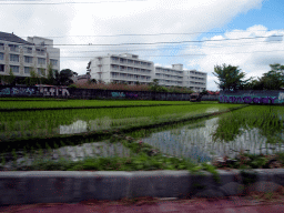 Rice fields at the west side of the city, viewed from the taxi from Nusa Dua to Beraban