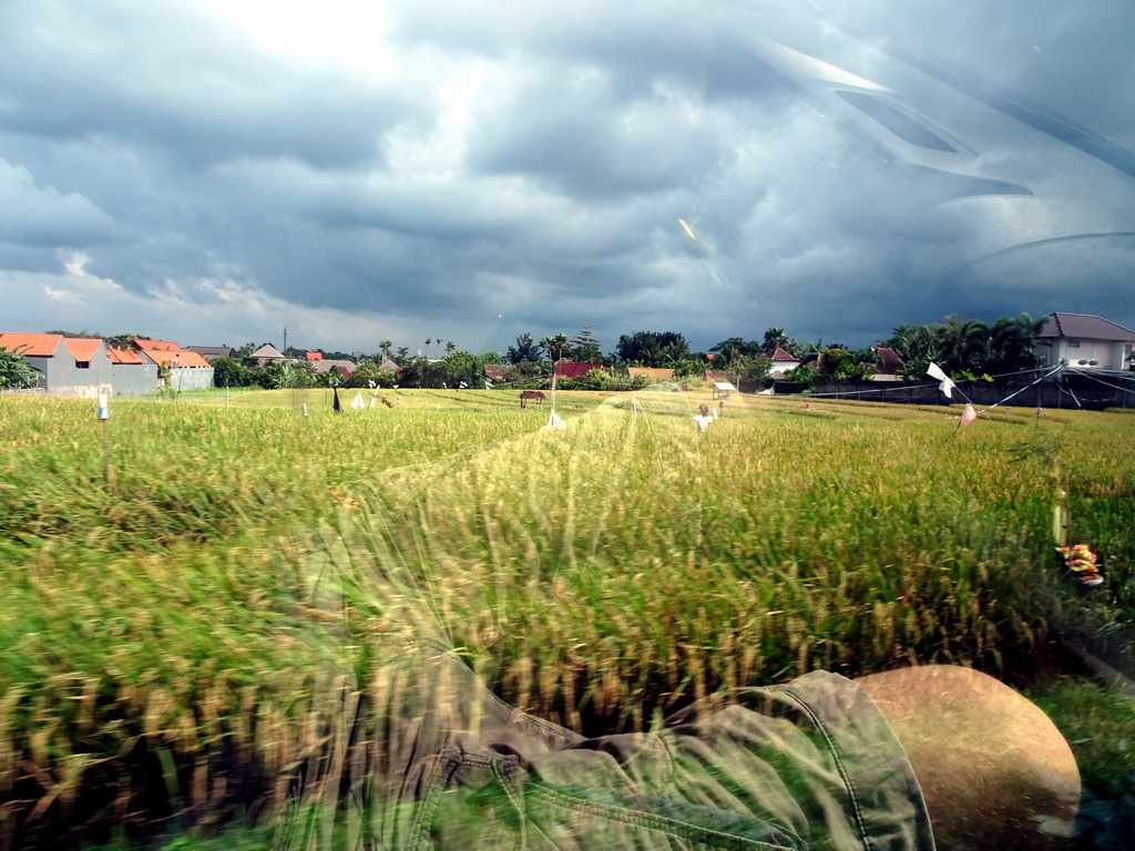 Rice fields at the west side of the city, viewed from the taxi from Nusa Dua to Beraban