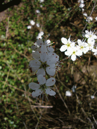 Flowers in a forest at the southwest side of the city