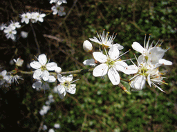 Flowers in a forest at the southwest side of the city