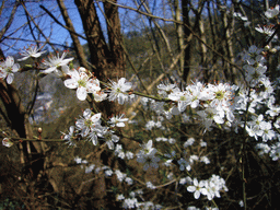 Flowers in a forest at the southwest side of the city