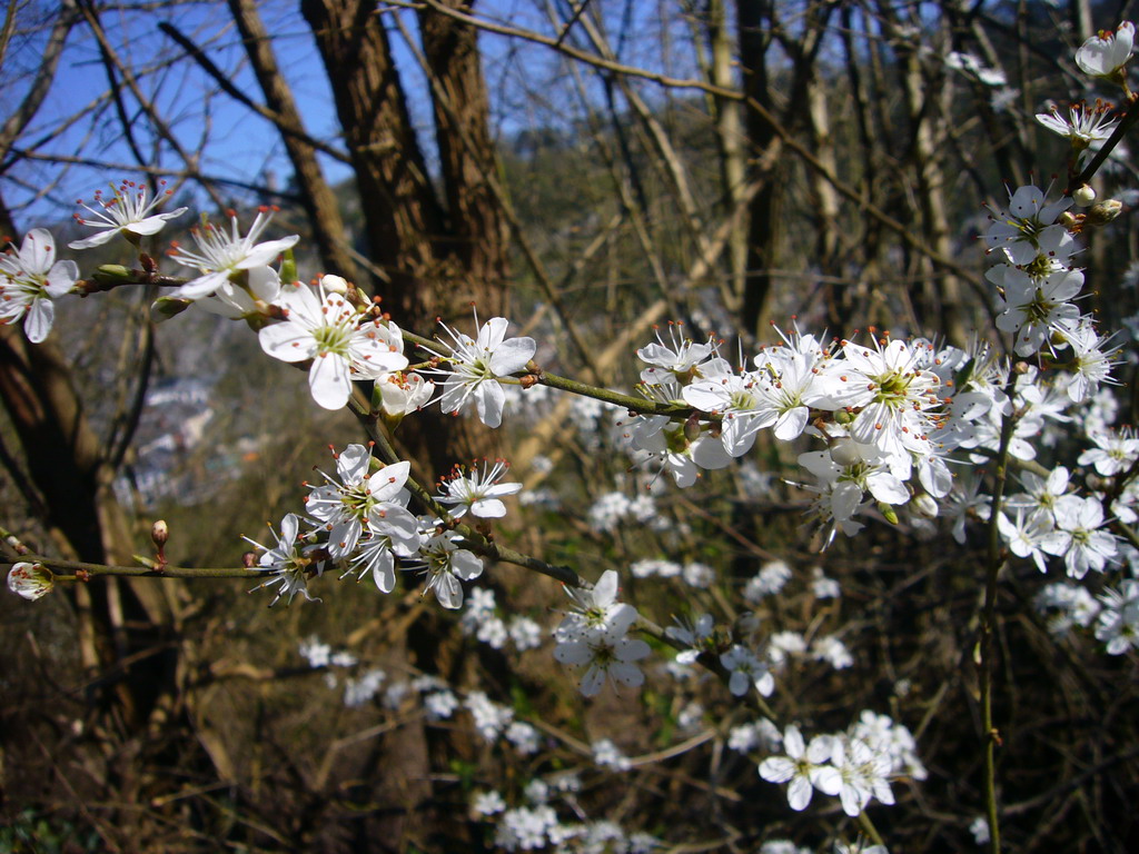 Flowers in a forest at the southwest side of the city