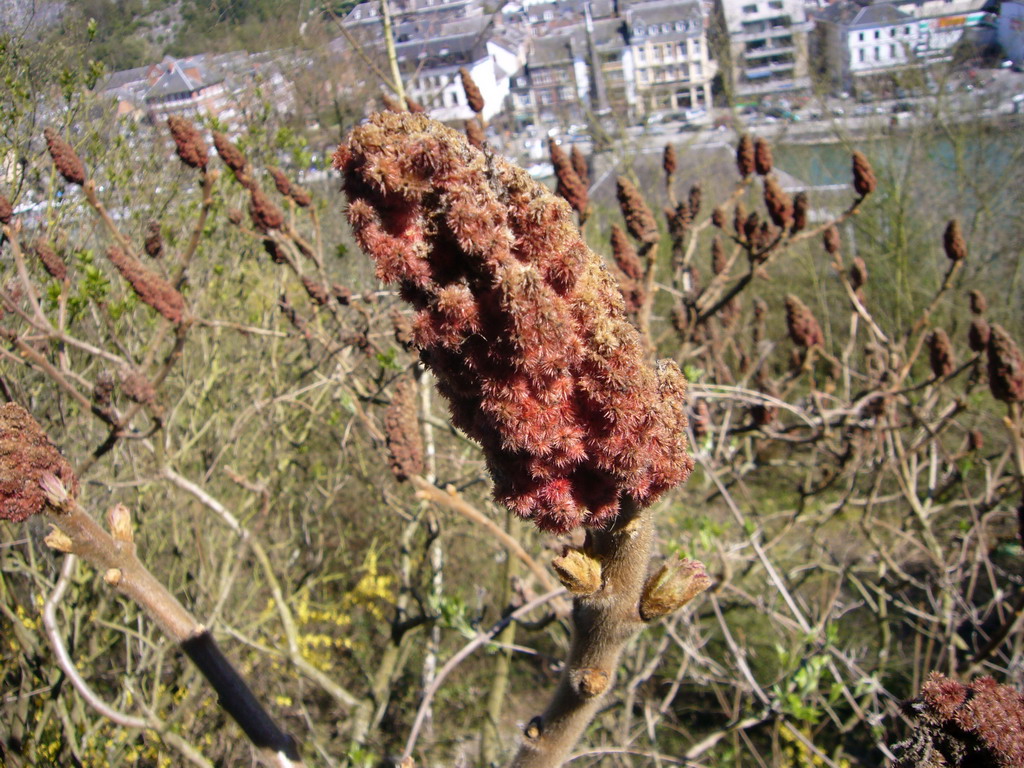 Plant at the southwest side of the city