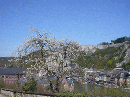 Tree with flowers at the southwest side of the city, with a view on the city center with the Citadel of Dinant and the Pont Charles de Gaulle bridge over the Meuse river