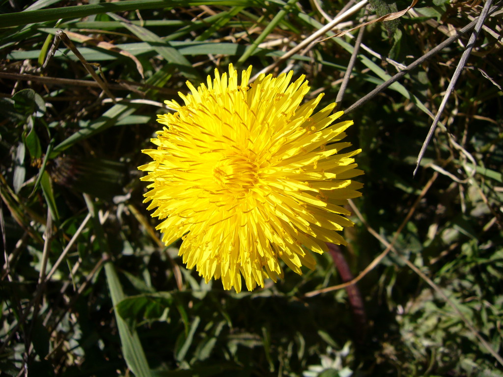 Flower at the southwest side of the city