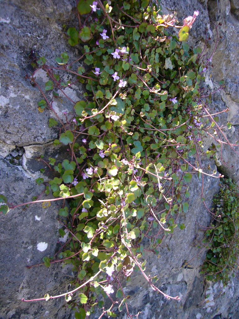 Flowers on a wall at the southwest side of the city