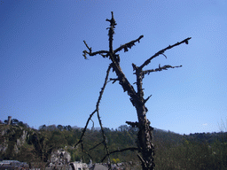 Tree at the southwest side of the city