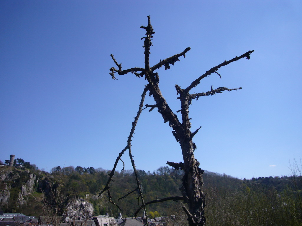 Tree at the southwest side of the city