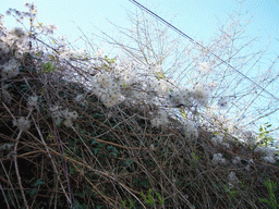 Flowers at the southwest side of the city