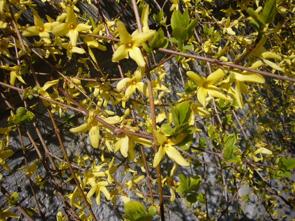 Flowers at the southwest side of the city