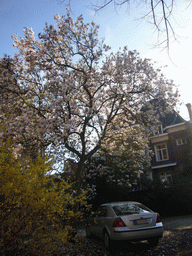 Tree with flowers south of the city center