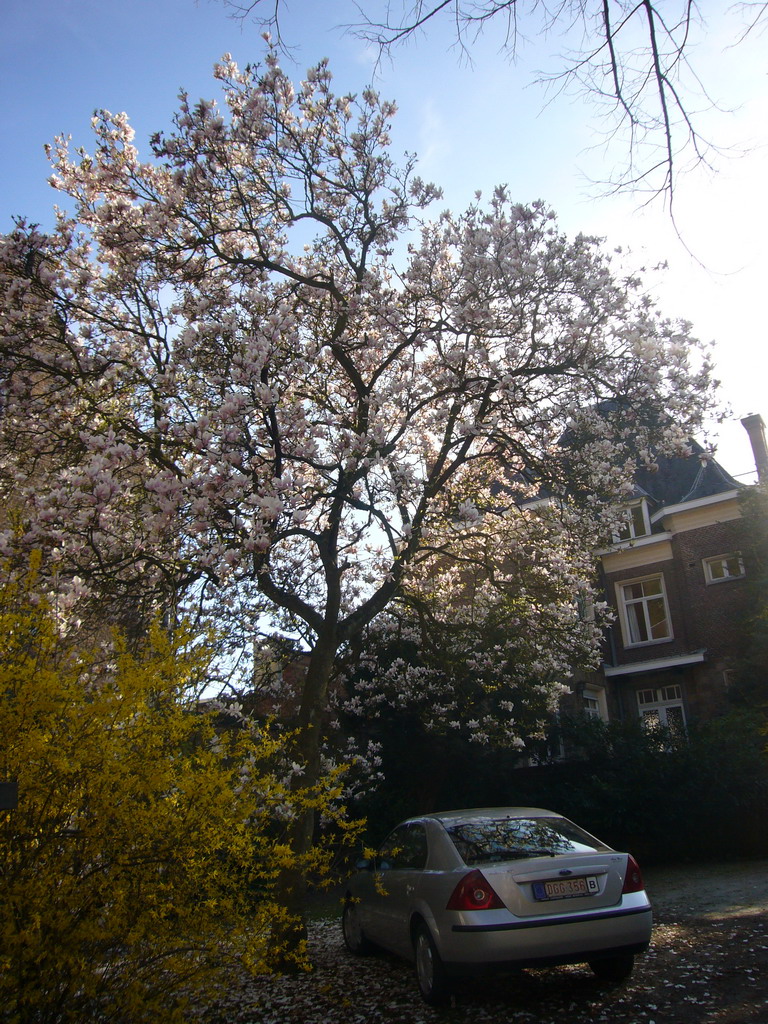 Tree with flowers south of the city center