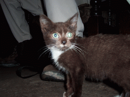 Cat in the living room of our friend`s house