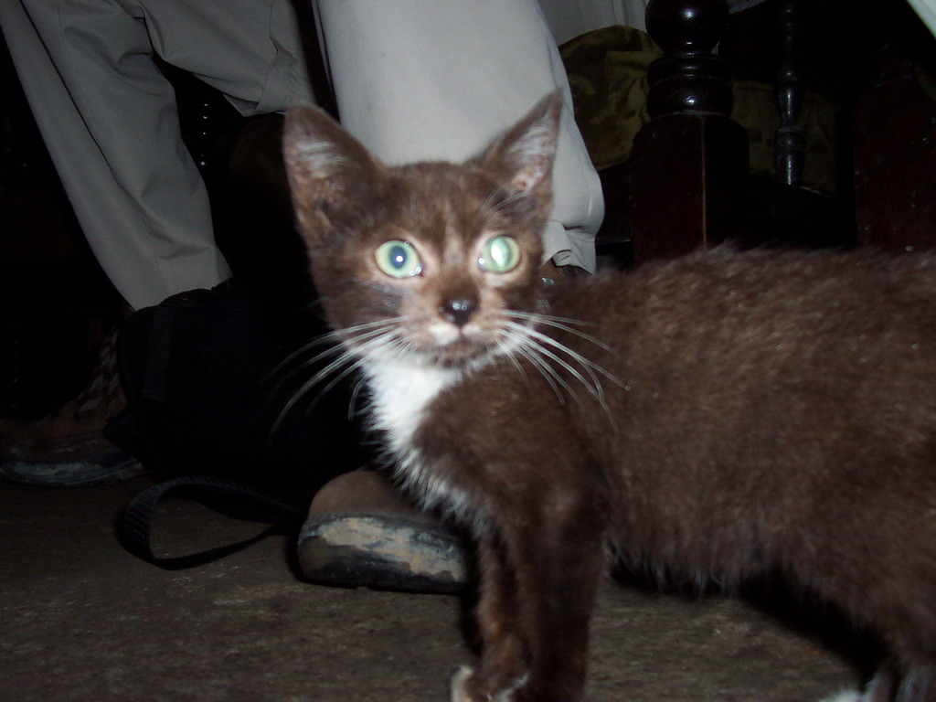 Cat in the living room of our friend`s house