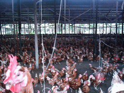 Chickens at the chicken farm