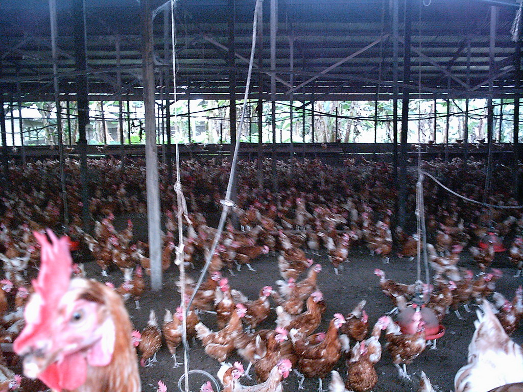 Chickens at the chicken farm