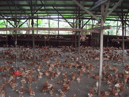 Chickens at the chicken farm