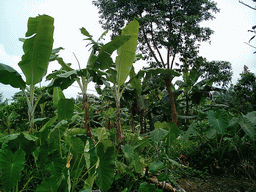 Plants at the chicken farm