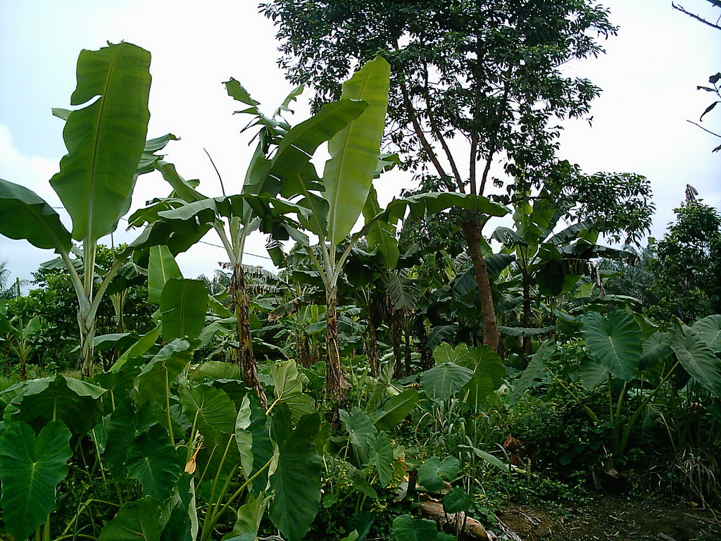 Plants at the chicken farm