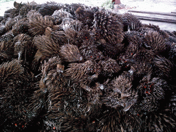 Oil palm fruit at the chicken farm