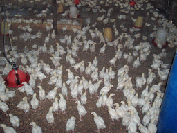 Chicks at the chicken farm