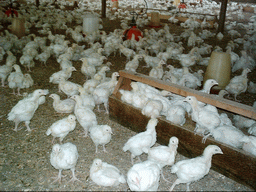 Chicks at the chicken farm