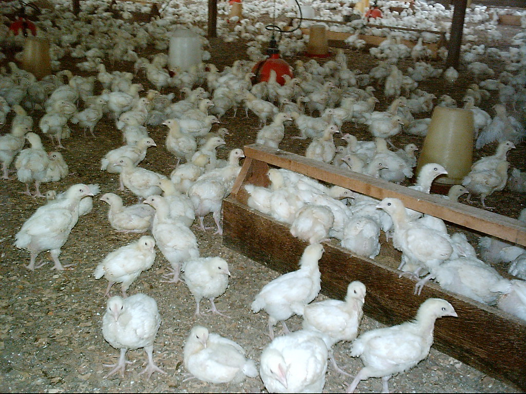 Chicks at the chicken farm