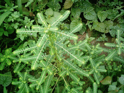 Plants at the chicken farm