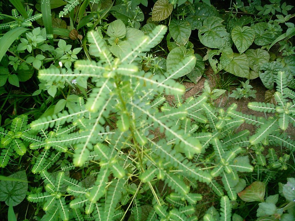 Plants at the chicken farm