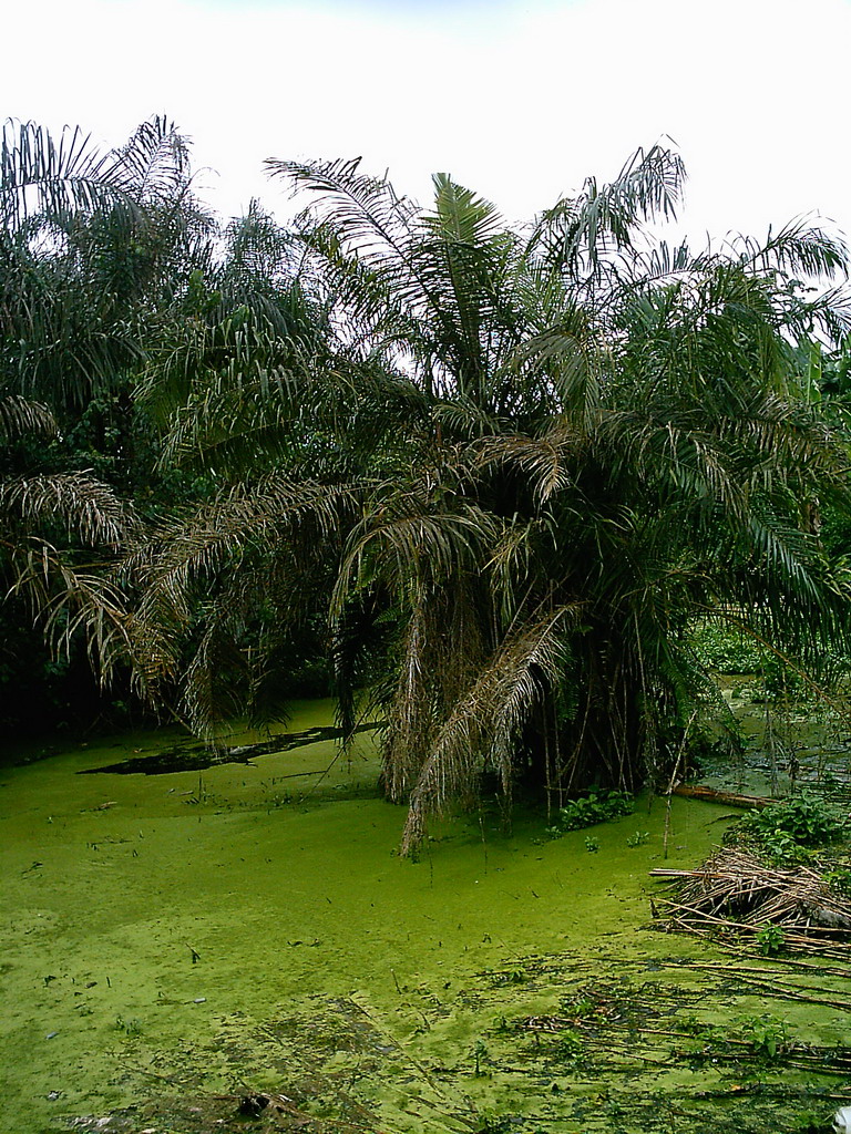 Lake and trees at the chicken farm