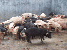 Pigs at the chicken farm