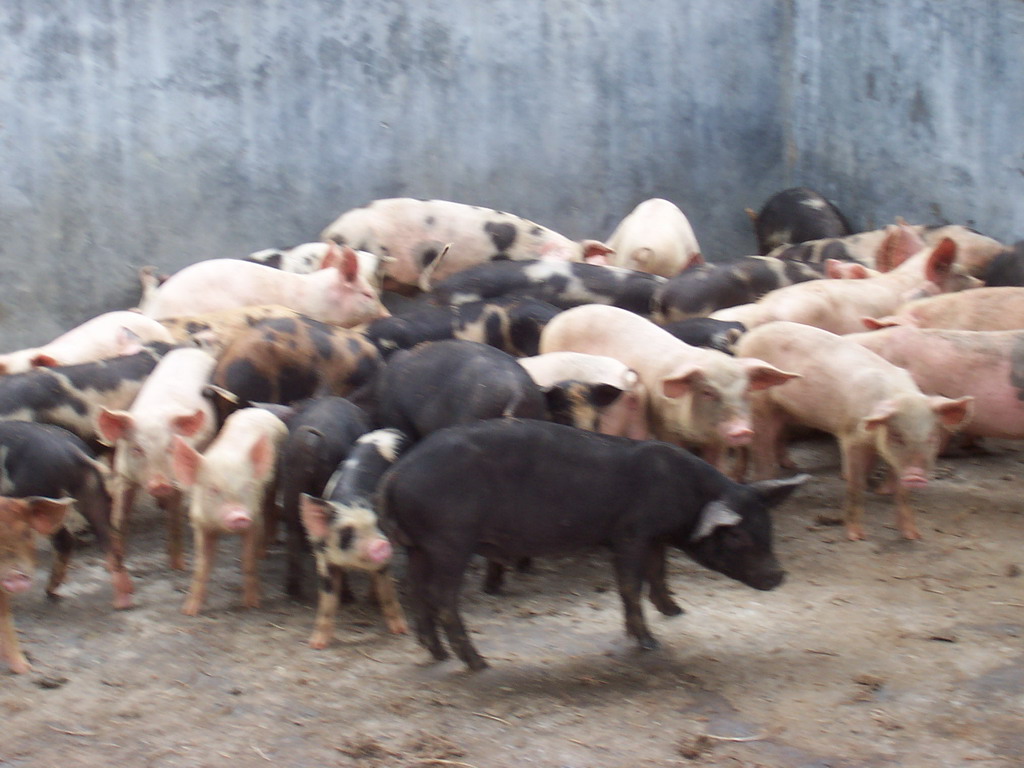 Pigs at the chicken farm