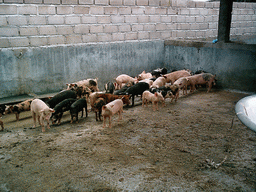 Pigs at the chicken farm
