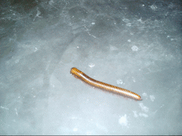 Millipede at the chicken farm