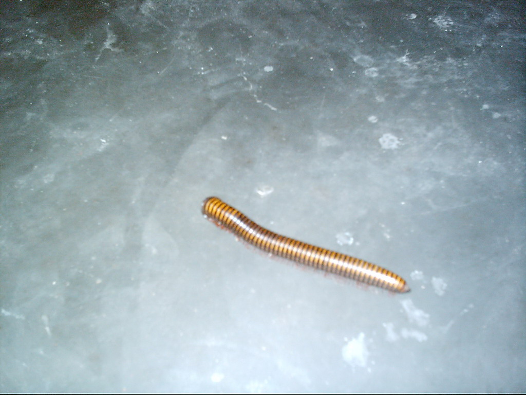 Millipede at the chicken farm