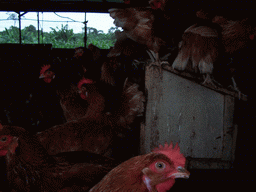 Chickens at the chicken farm