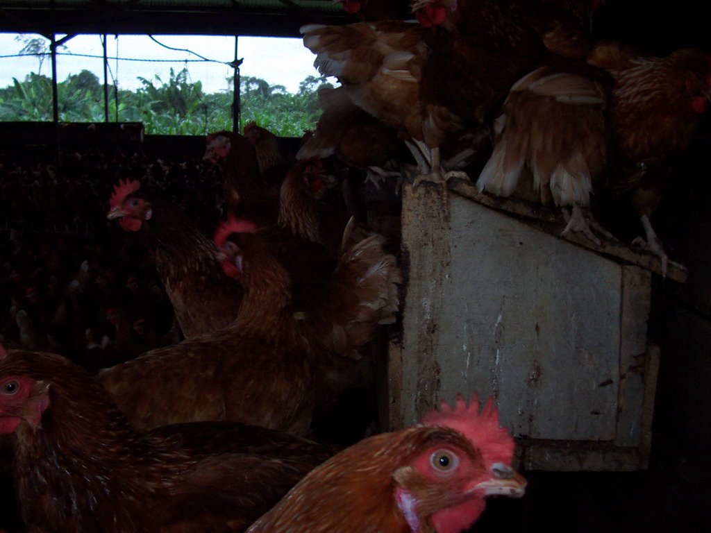 Chickens at the chicken farm