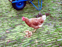 Chicken in the garden of Castle Sterkenburg