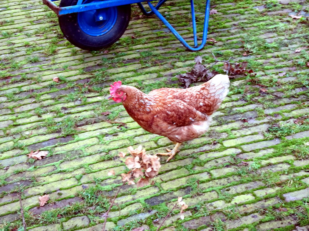 Chicken in the garden of Castle Sterkenburg
