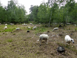 drunen_002 - 495 kb - 1024x768 - Sheep at the Nationaal Park Loonse en Drunense Duinen Sheep at the Nationaal Park Loonse en Drunense Duinen