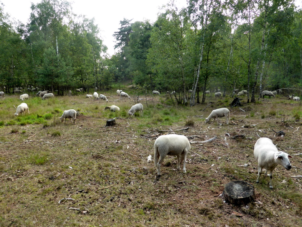 Sheep at the Nationaal Park Loonse en Drunense Duinen